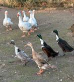 jonge ganzen en eeden te koop, Dieren en Toebehoren, Pluimvee, Geslacht onbekend, Gans of Zwaan