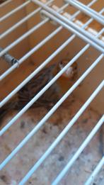 Kanarie, Dieren en Toebehoren, Mannelijk, Zangkanarie