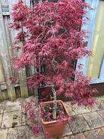 Japanse Esdoorn Garnet, Ophalen