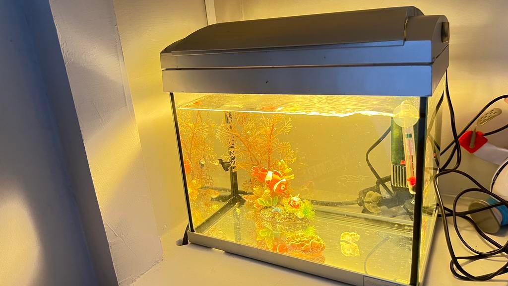 Aquarium met 4 vissen, Dieren en Toebehoren, Ophalen of Verzenden, Zo goed als nieuw, Gevuld zoetwateraquarium