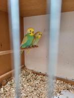 Prachtig regenboog grasparkieten koppel 2025, Meerdere dieren, Parkiet