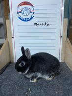 Jonfe dwergkonijnen handtam, Mannelijk, Dwerg