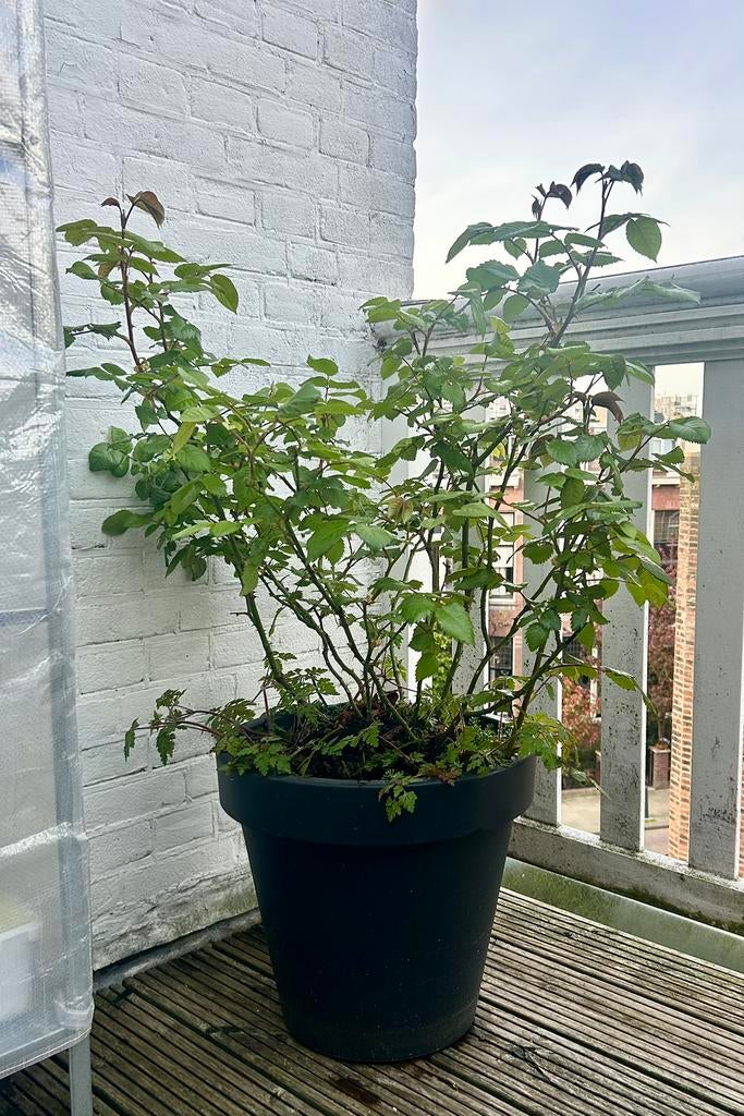 Rose bush Luise Augusta, Tuin en Terras, Planten | Tuinplanten, Tweejarig, Halfschaduw, Zomer, Ophalen