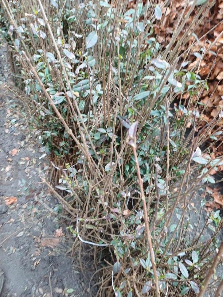 Ligustrum vulgare atrovirens liguster, Tuin en Terras, Planten | Tuinplanten, Overige soorten, Volle zon, Ophalen