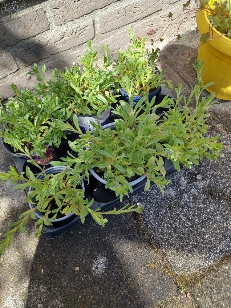 tuinplant vergeetmijnietjes, Tuin en Terras, Ophalen, Overige soorten, Halfschaduw