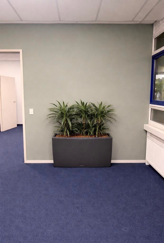 Hydrocultuur Kantoorplanten in Lechuza Plantenbak 3 x, Ophalen, Overige soorten, Halfschaduw, In pot