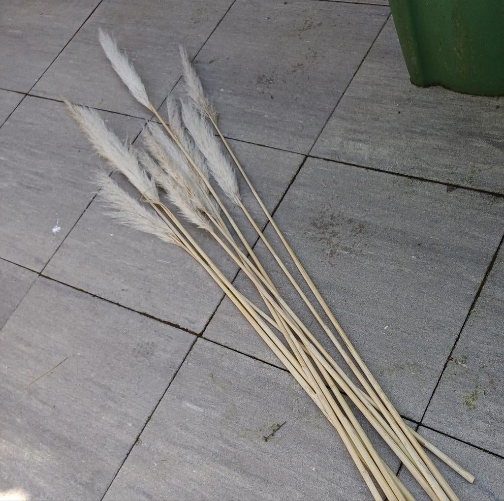 Pampusgras pluimen, Ophalen