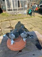 Takla musol duiven tuimelaar, Dieren en Toebehoren, Meerdere dieren, Tuimelaar of Roller