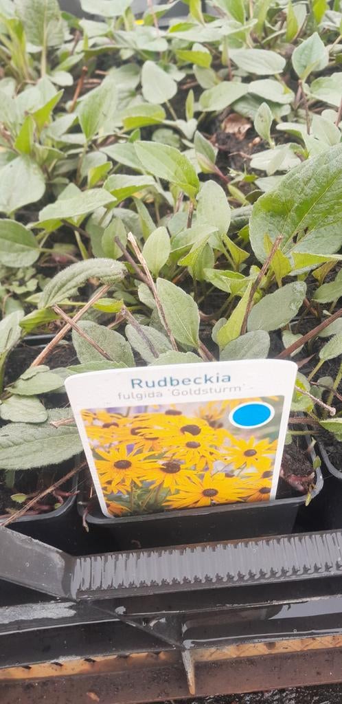 Rudbeckia fulgida 'Goldsturm' planten gele zonnehoed, Ophalen of Verzenden