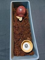 9. Turtle Hides verschillende kleuren en grote, Dieren en Toebehoren, Ophalen of Verzenden, Nieuw, Overige typen