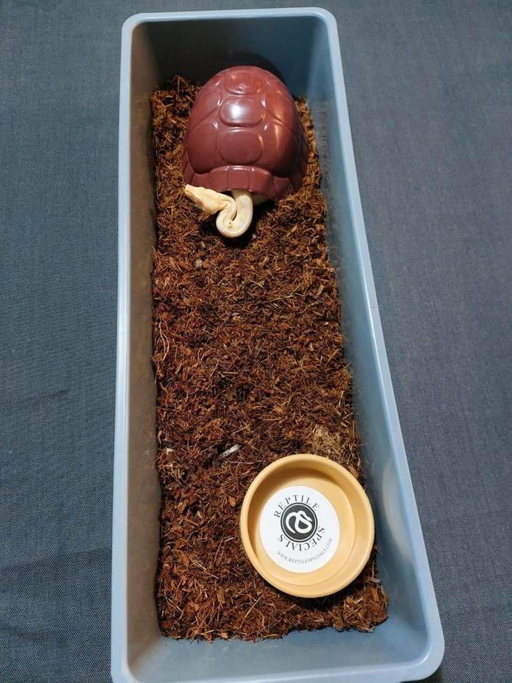 9. Turtle Hides verschillende kleuren en grote, Dieren en Toebehoren, Reptielen en Amfibieën | Toebehoren, Nieuw, Overige typen