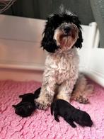 Australian Labradoodle mini 🐾💘, Parvo, Overige rassen, 8 tot 15 weken, Meerdere