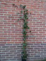 **ACTIE** klimop, Hedera hibernica, 200-225 cm, Vaste plant, Ophalen of Verzenden, Bloeit niet, Halfschaduw