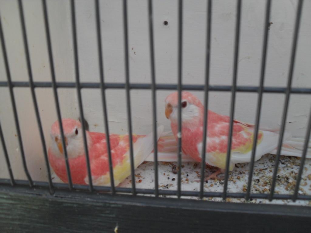 bourks parkieten, Meerdere dieren, Parkiet