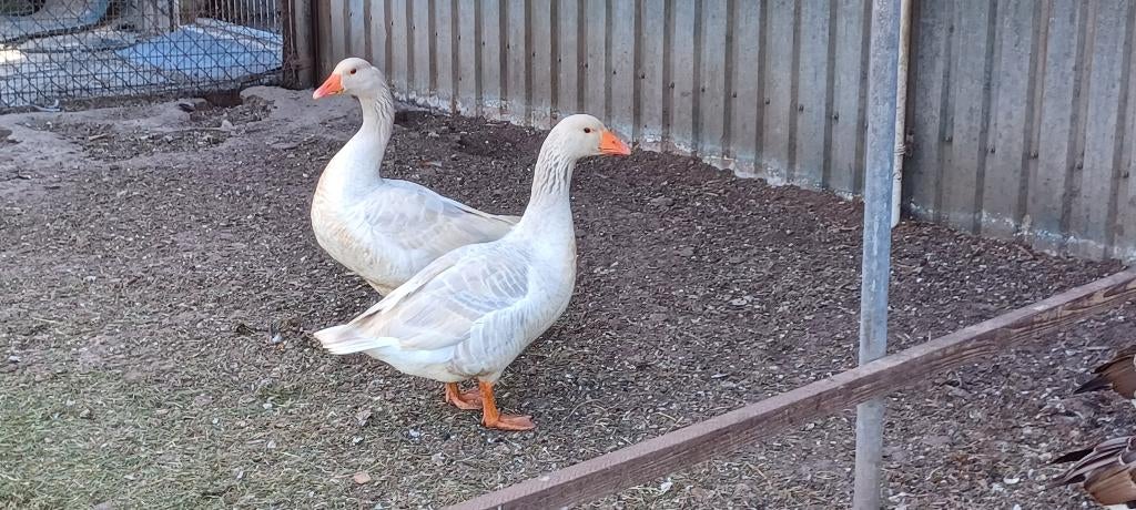 Frankische landganzen, Vrouwelijk, Gans of Zwaan