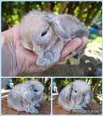 Minilop hangoor dwerg konijntje in een prachtige unieke kleu, Meerdere dieren, Dwerg, Hangoor