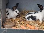 Lotharinger konijnen, Dieren en Toebehoren, Konijnen, Meerdere dieren, Groot