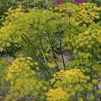 Uit de biologische moestuin: Bladvenkel, zaden, Ophalen of Verzenden, Voorjaar, Volle zon, Zaad