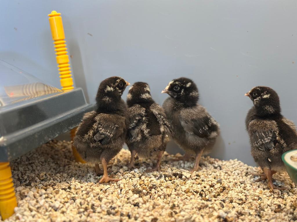 Jonge tamme Wyandotte kuikens gesekst & ingeënt, Dieren en Toebehoren, Vrouwelijk, Kip