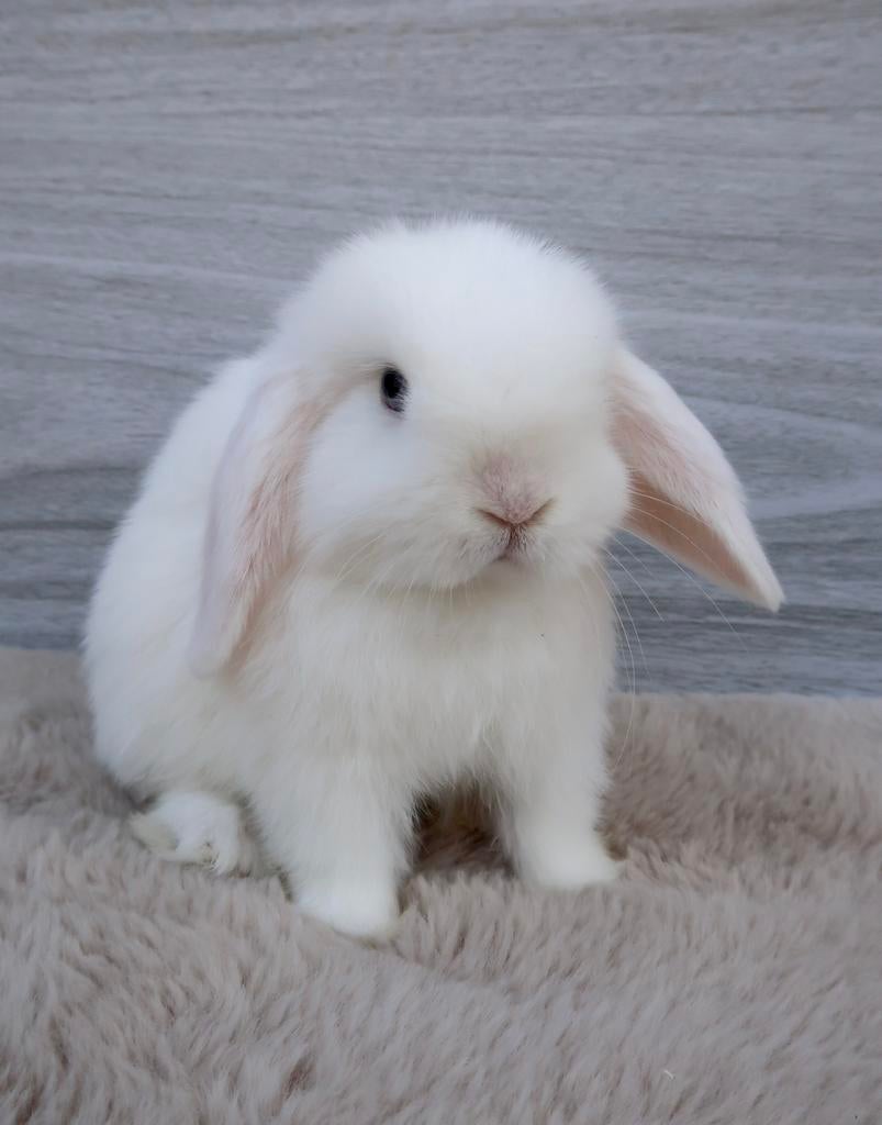 Lieve minilop ram beschikbaar, Dieren en Toebehoren, Meerdere dieren, Dwerg