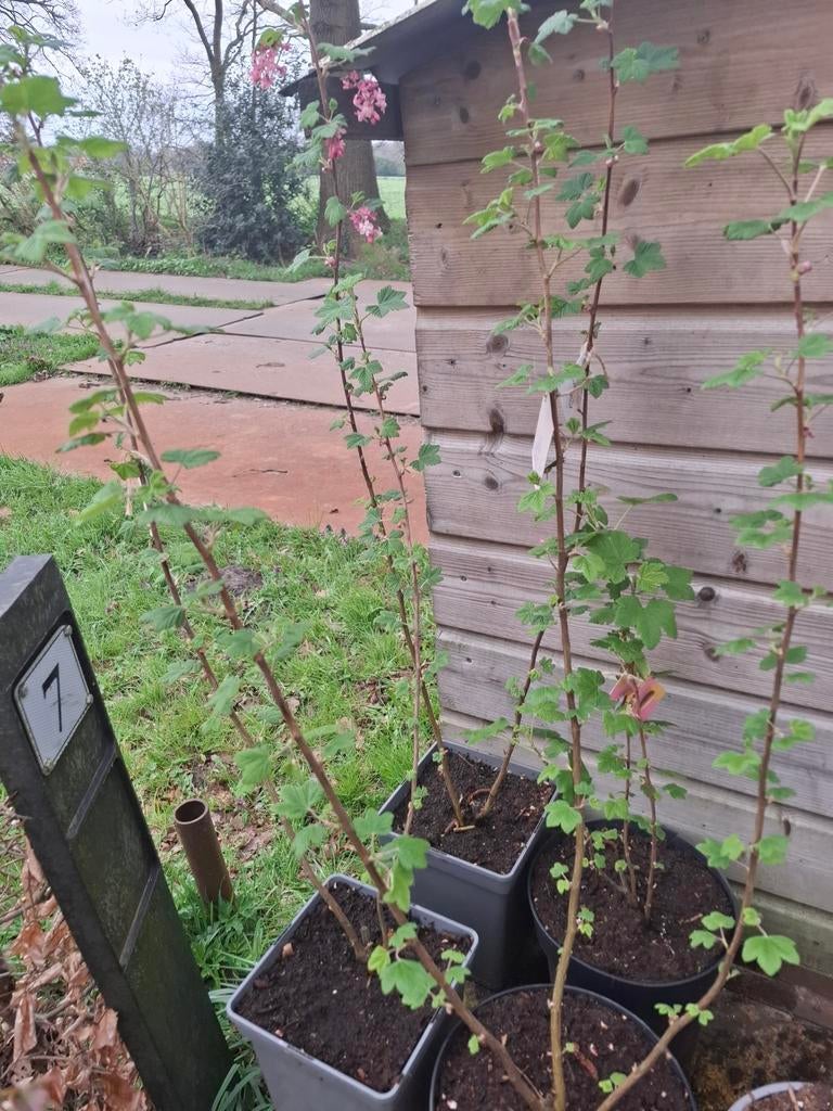 Ribes struikjes roze bloeiend, Tuin en Terras, Planten | Fruitbomen, Ophalen, Minder dan 100 cm, Overige soorten, Lente
