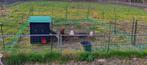 Verplaatsbare kippenomheining + toegangspoort, Dieren en Toebehoren, Ophalen of Verzenden, Zo goed als nieuw, Kippenhok of Kippenren