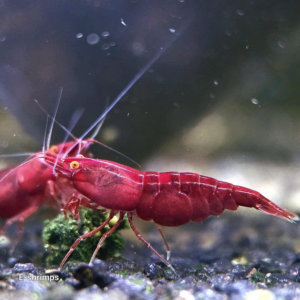 Rode | Bloody Mary OE Neocaridina-garnalen Verzenden/afhalen, Kreeft, Krab of Garnaal, Zoetwatervis, Schoolvis