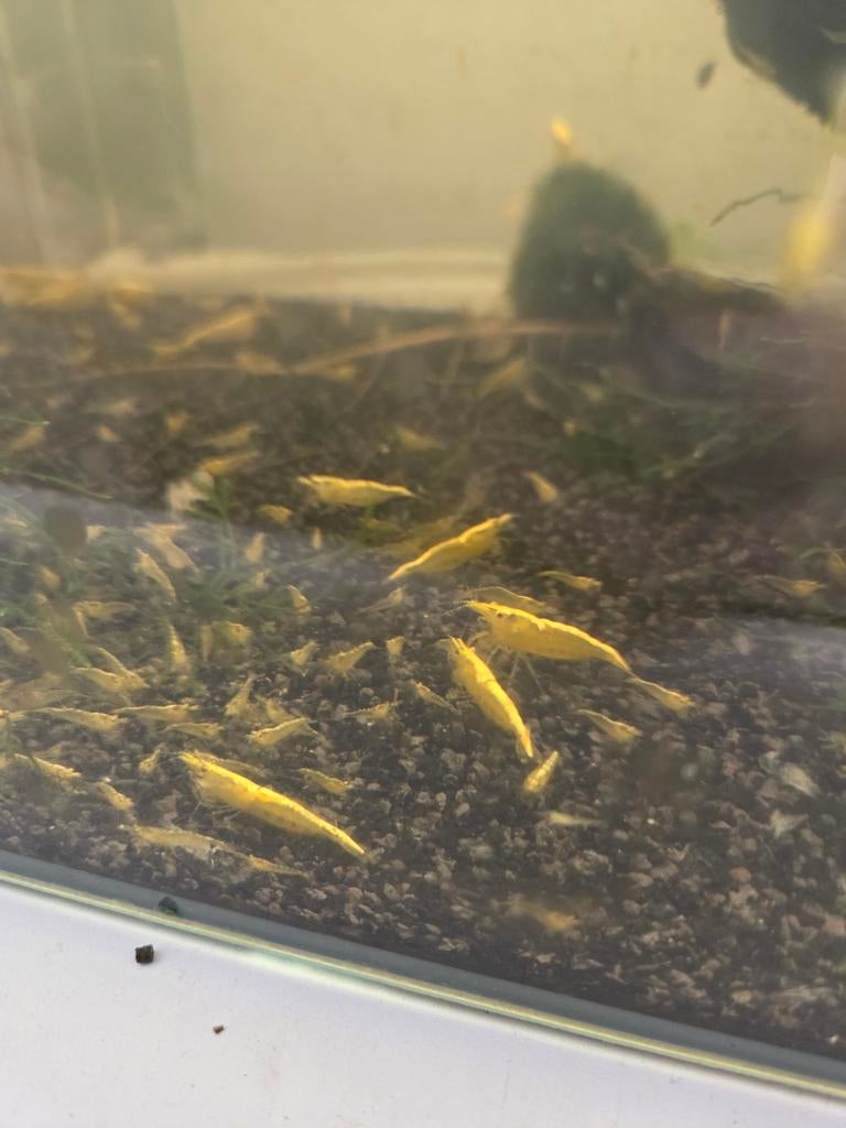 Gele neon stripe garnalen, Dieren en Toebehoren, Vissen | Aquariumvissen, Kreeft, Krab of Garnaal