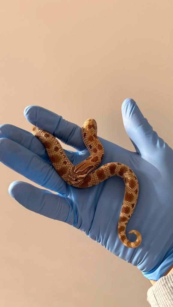 Heterodon Nasicus: 0.1 Conda het Sunburst