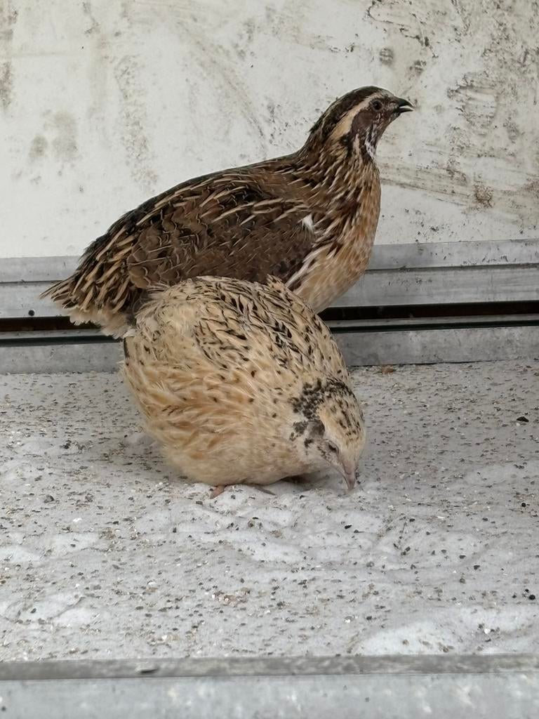Koppel japanse kwartels, Dieren en Toebehoren, Meerdere dieren, Overige soorten