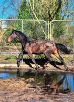 3 jarige V dreamboy, Met stamboom, Dressuurpaard, 0 tot 2 jaar, Hengst