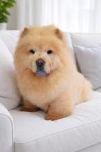 Chow Chow pup, 15 weken tot 1 jaar, Overige rassen, Teef, Parvo