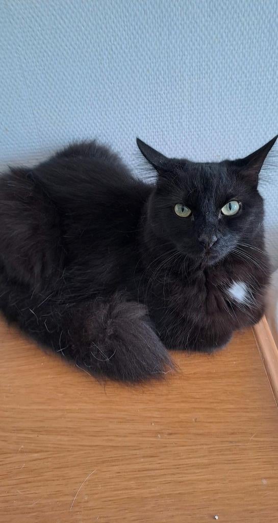 IK ZOEK EEN ZWARTE LANGHARIGE KATER, Kater