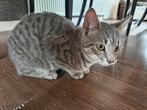 Superlieve cyperse katertje zoekt nieuw huis, Kater, Kortharig, 0 tot 2 jaar