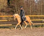 Bloedmooie en brave 3 jarige D pony, Dieren en Toebehoren, Pony's, Met stamboom, Dressuurpony, 3 tot 6 jaar, D pony (1.37m tot 1.48m)
