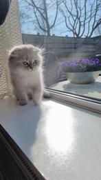 Britisch Kittens, Kater, 0 tot 2 jaar