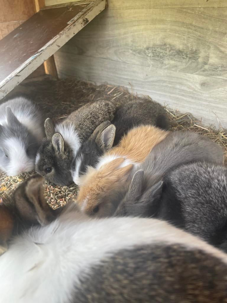 Babykonijntjes, Meerdere dieren