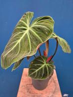 Philodendron El Choco Red XXL p17 (1)