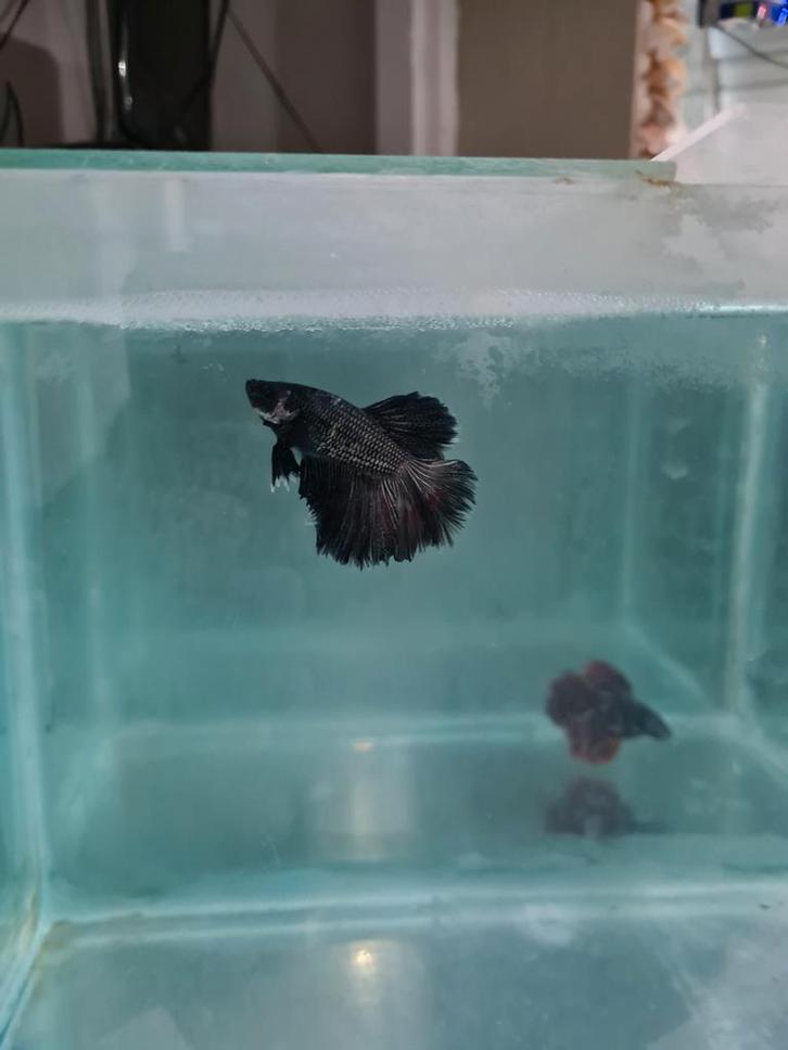 Super Delta Betta splendens, kempvis man, Dieren en Toebehoren, Vissen | Aquariumvissen, Zoetwatervis, Vis