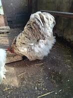 Jonge haan, Dieren en Toebehoren, Ophalen, Nieuw, Overige typen
