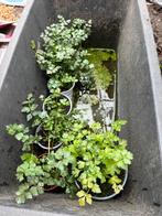 Peterselie in potjes voor in moestuin, Ophalen of Verzenden, Eenjarig, Groenteplanten, Volle zon