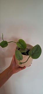 Scindapsus silver tatoo/hero, Ophalen of Verzenden, Halfschaduw, Minder dan 100 cm