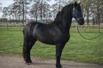 Friese merrie 3 jaar oud Jehannes x Reinder, Merrie, Met stamboom, Dressuurpaard, 3 tot 6 jaar