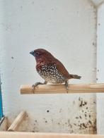 Muskaatvink, Dieren en Toebehoren, Vogels | Overige Vogels, Geslacht onbekend, Tropenvogel, Geringd