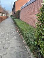 Gratis struiken, Ophalen of Verzenden