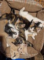 Noorse Boskat X kittens, Meerdere dieren