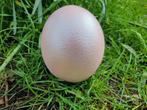 Struisvogel eieren ei