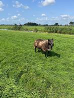 Overjarige bonte dekram, Dieren en Toebehoren, Schapen, Geiten en Varkens, Mannelijk, Schaap