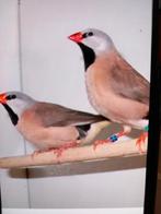 Gevraagd aantal spitstaart amedine en bichenow astrildes zie, Dieren en Toebehoren, Vogels | Overige Vogels, Meerdere dieren