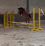 Twee mooie correcte jaarlingen hengsten, Dieren en Toebehoren, Hengst, Onbeleerd, D pony (1.37m tot 1.48m), 0 tot 2 jaar